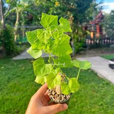 Image result for Coccinia grandis