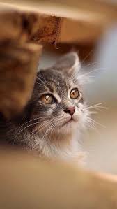 Random Kitteh Thought If Yer Under House Arrest And Live In A Mobile Home Kin Yoo Still Go Wherever Ya Wants Cats Pretty Cats Cute Cats