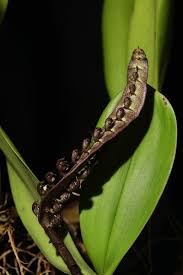 Image result for Bulbophyllum fuscum