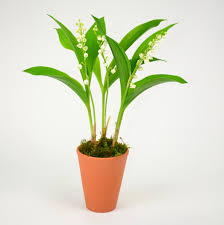 Comment planter du muguet en pot ? Pot 3 Griffes De Muguet Le Pot En Terre Cuite A Prix Carrefour
