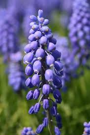 Image result for Hyacinthaceae