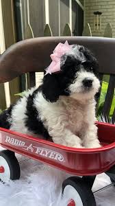 Bernedoodles in michigan bernedoodles in michigan bernedoodles in michigan. Bernedoodle Doggies For Sale At Richmond Michigan Vip Puppies Bernedoodle Cute Dogs For Sale Bernedoodle Puppy