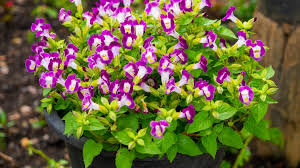 Image result for Torenia thouarsii