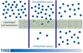 Selective Permeability Definition And Function Biology Dictionary