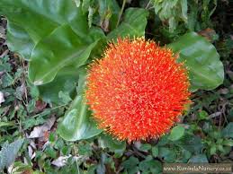 Image result for Scadoxus cinnabarinus