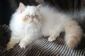 Flame point extreme face himalayan cfa went home with paula jo in colorado. Flamepoint Himalayan Persian Female Kitten Claz Org