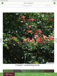 Image result for Lasiodiscus pervillei