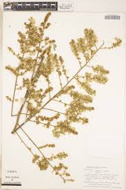 Image result for Monosis conferta