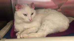 Thank you, {{form.email}}, for signing up. White Cat S Ears Amputated Because Of Skin Cancer Stuff Co Nz