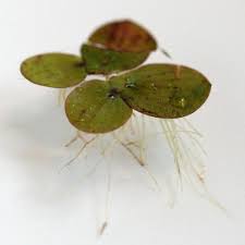 Image result for Spirodela