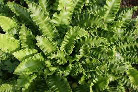 Image result for Asplenium staudtii