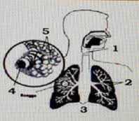 Pertukaran gas oksigen dan karbondioksida yang dimaksud yakni mekanisme pernapasan eksternal dan internal. Amati Gambar Sistem Pernapasan Di Bawah Ini B