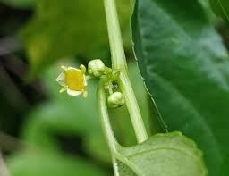 Image result for Colubrina asiatica