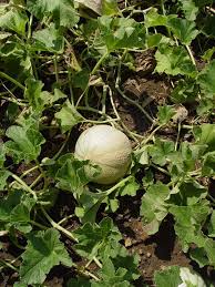 Image result for Raphidiocystis jeffreyana