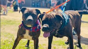 We did not find results for: Animal Services Athens Clarke County Ga Official Website