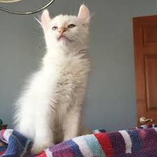 Gilson, a native southern californian, is a 1986 graduate of university of california at davis. Pet Urgent Care Llc Home Facebook