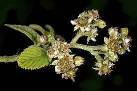 Image result for Rubus apetalus