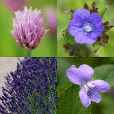 We did not find results for: Buy Allium Planting Combinations Edible Flowers Plant And Seed Combination Delivery By Crocus
