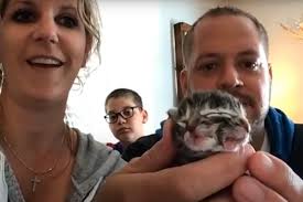 Домашняя кошка родила котенка с двумя мордочками: Звери: Из жизни: Lenta.ru