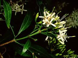 Image result for Pavetta uniflora