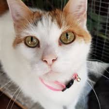 When you evaluate adoption fees across various shelters and rescue organizations please be sure to consider what is included. Community Gainesville Pet Rescue