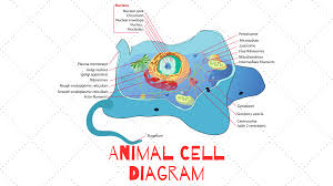 Animal cell nuclear membrane function. Animal Cell Diagram Science Trends