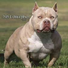 Pin By Nathalie Moore On Bully American Bully Pets Dog Health