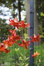 Check spelling or type a new query. Types Of Lilies 8 Beautiful Cold Hardy Choices For The Garden