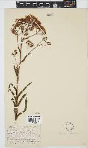 Image result for Senecio serratuloides