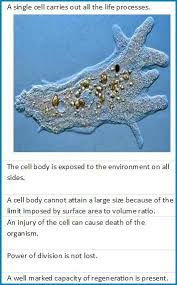 Pin By Joyce Nelson On Stem Kingdoms Organs The Cell Surface Area