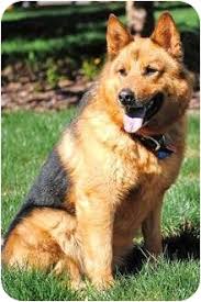 German shepherd puppies for adoption. Denver Co Chow Chow Meet Rex A Pet For Adoption