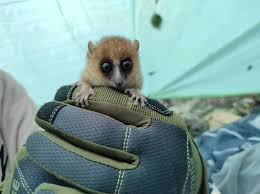 Image result for Disperis mozambicensis