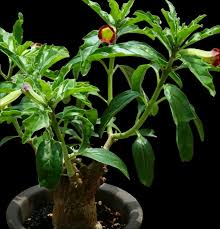 Image result for Pterodiscus