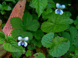 Image result for Viola abyssinica