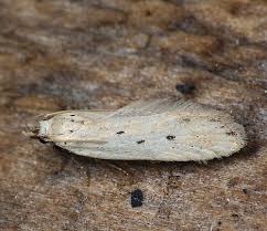 Image result for Nothris verbascella