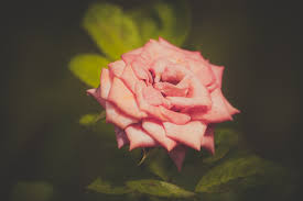 Choose from hundreds of free rose pictures. 350 Love Rose Pictures Download Free Images Stock Photos On Unsplash