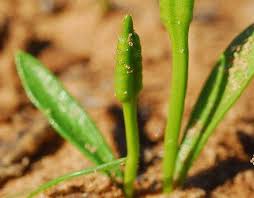 Image result for Ophioglossum gomezianum