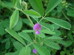 Image result for Tephrosia purpurea