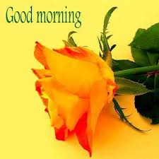 Good morning images download for whatsapp & facebook friends, since we've got whatsapp among people, it has become a very important part of our lives. New Pictures Of Good Morning With Flowers Free Download For Wife Mirchistatus