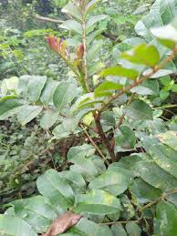Image result for Zanthoxylum usambarense