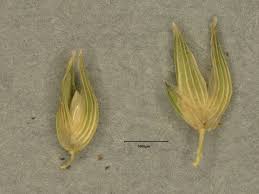 Image result for Sacciolepis africana