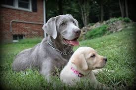 Luckily, our dogs and puppies get to do this every single day. Silver Lab Puppies For Sale In Ohio