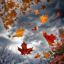 Free Autumn Leaves Falling Image - Autumn, Leaves, Falling | Download at  StockCake