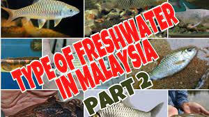 Umumnya ikan ini dibudidayakan di sepanjang pantai. Jenis Ikan Air Tawar Di Malaysia Dan Nama Saintifik Type Of Freshwater In Malaysia Part 2 Youtube