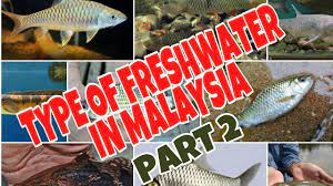 11 jenis ikan sungai dan laut dalam temui di pasar 1. Jenis Ikan Air Tawar Di Malaysia Dan Nama Saintifik Type Of Freshwater In Malaysia Part 2 Youtube