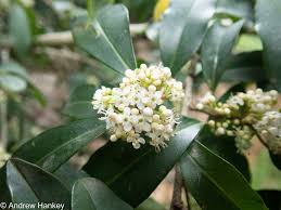 Image result for Ilex mitis