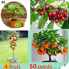 Growing fruit trees from seed isn't a dumb thing to do. Airrais 50pcs Mixed Mini Fruit Tree Seeds Home Ornamental Indoor Plant Fruits Actinidia Deliciosa Cherry Orange Apple Seeds Buy Online In Grenada At Grenada Desertcart Com Productid 166246368