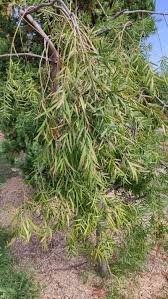 Image result for Afrocarpus falcatus
