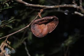 Image result for Blepharis reekmansii