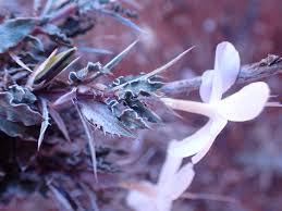 Image result for Barleria rigida